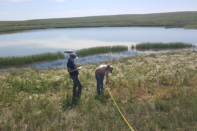 Students conducting fieldwork near a wetland.