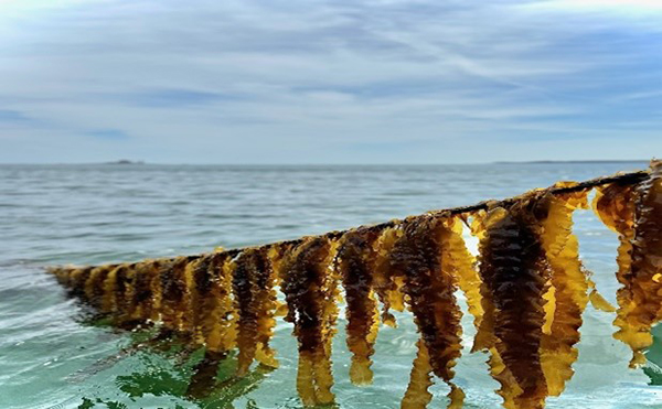 One of the partners in the South Dakota Mines $1.5 million DOE grant is Cold Current Kelp, a Maine kelp farm. 